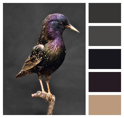 Bird European Starling Starling Image